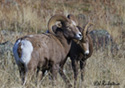 Ovis Canadensis